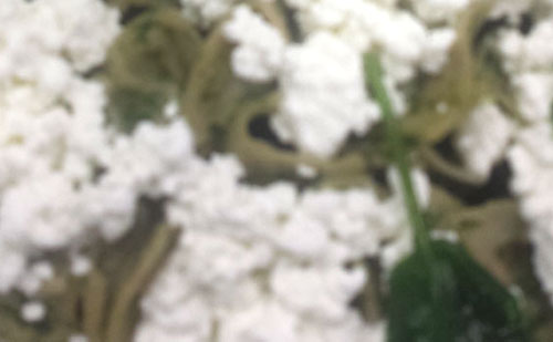 FAMÍLIA TÉSZTA - Vitale teljes kiőrlésű fodros nagykocka spenótos fokhagymás raguval
