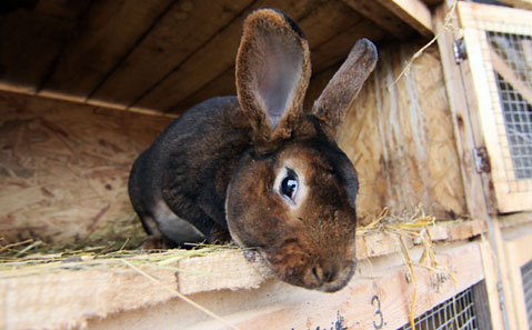 Egészséges nyúlhús jelenhet meg a közétkeztetésben